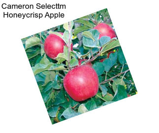 Cameron Selecttm Honeycrisp Apple