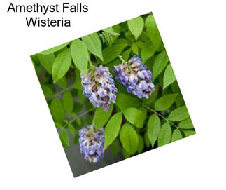 Amethyst Falls Wisteria