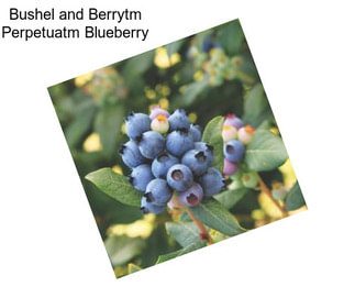 Bushel and Berrytm Perpetuatm Blueberry