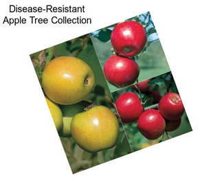 Disease-Resistant Apple Tree Collection