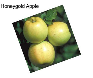 Honeygold Apple