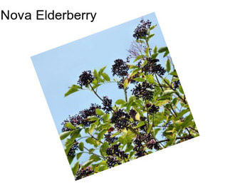 Nova Elderberry