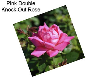 Pink Double Knock Out Rose