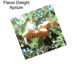 Flavor Delight Aprium