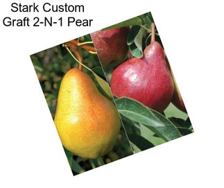 Stark Custom Graft 2-N-1 Pear