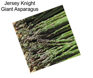 Jersey Knight Giant Asparagus