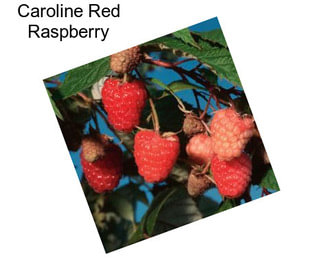 Caroline Red Raspberry