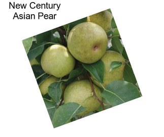 New Century Asian Pear