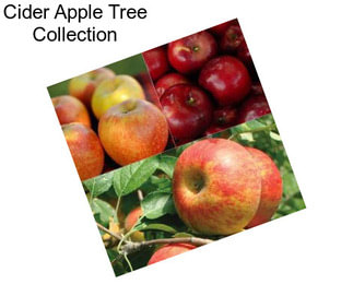 Cider Apple Tree Collection