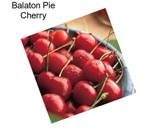 Balaton Pie Cherry