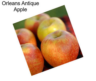 Orleans Antique Apple