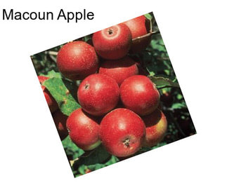 Macoun Apple