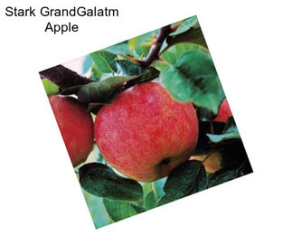 Stark GrandGalatm Apple