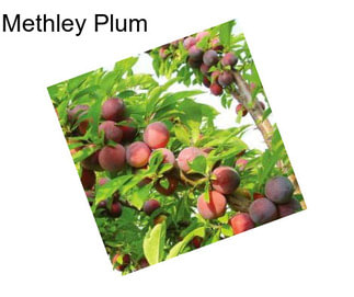 Methley Plum