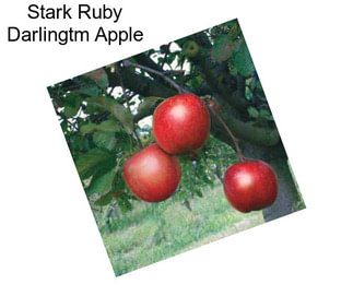 Stark Ruby Darlingtm Apple