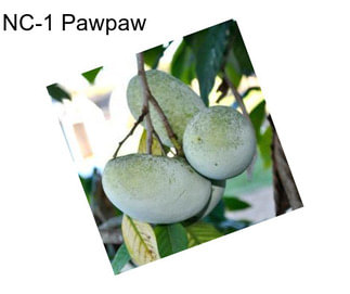 NC-1 Pawpaw