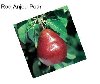 Red Anjou Pear