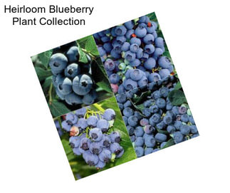 Heirloom Blueberry Plant Collection