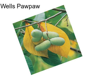 Wells Pawpaw