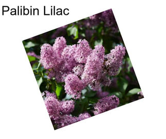 Palibin Lilac