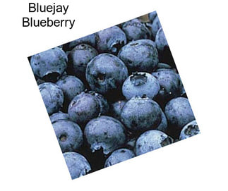 Bluejay Blueberry