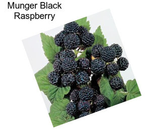 Munger Black Raspberry