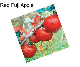 Red Fuji Apple