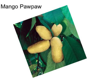 Mango Pawpaw