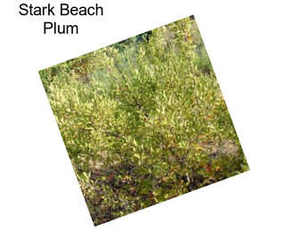 Stark Beach Plum