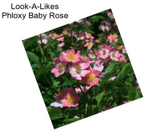 Look-A-Likes Phloxy Baby Rose