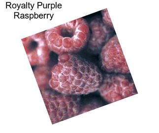 Royalty Purple Raspberry