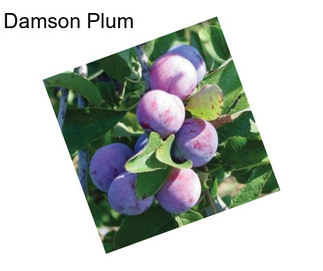 Damson Plum