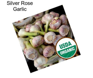 Silver Rose Garlic