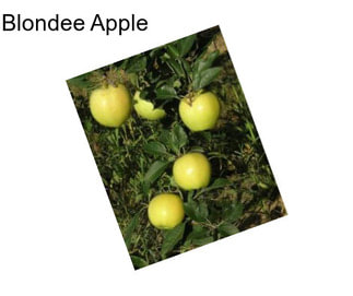 Blondee Apple