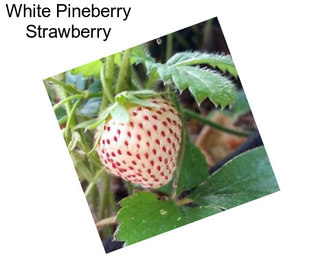 White Pineberry Strawberry