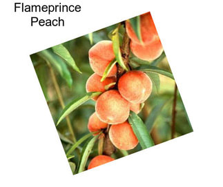 Flameprince Peach