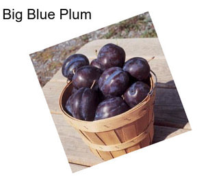 Big Blue Plum