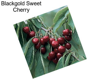 Blackgold Sweet Cherry