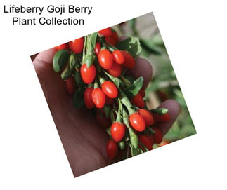 Lifeberry Goji Berry Plant Collection