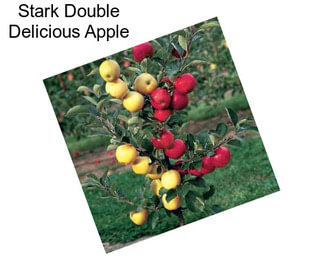 Stark Double Delicious Apple