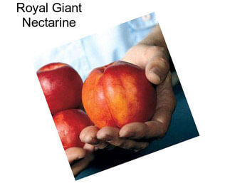 Royal Giant Nectarine