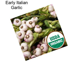 Early Italian Garlic