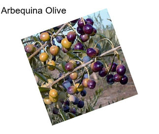 Arbequina Olive