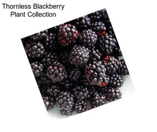 Thornless Blackberry Plant Collection