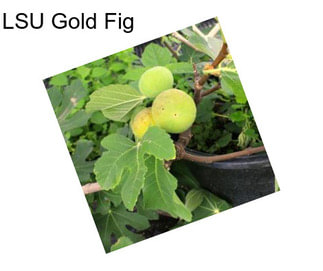 LSU Gold Fig