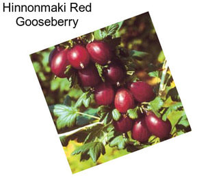 Hinnonmaki Red Gooseberry