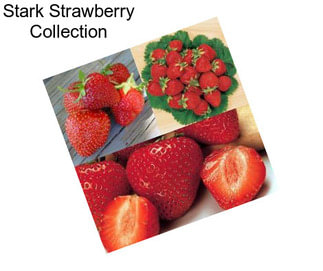 Stark Strawberry Collection