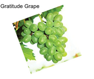 Gratitude Grape