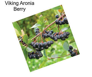 Viking Aronia Berry