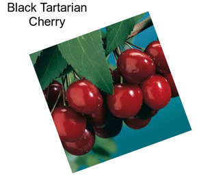 Black Tartarian Cherry